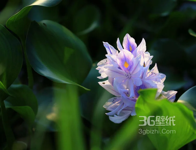 水葫芦摄影图片-浮水草本植物水葫芦叶子和花朵图片5