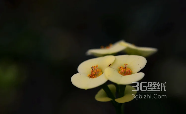 浅黄虎刺梅好看图片，虎刺梅（铁海棠）高清摄影图片5