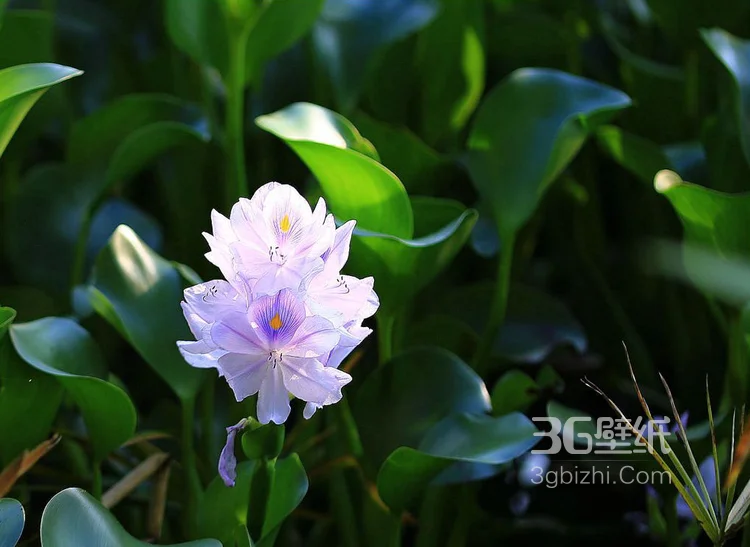 水葫芦摄影图片-浮水草本植物水葫芦叶子和花朵图片3