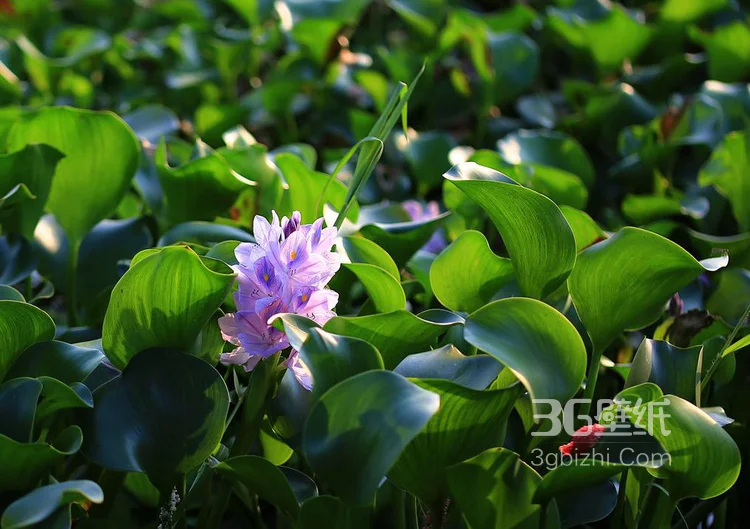 水葫芦摄影图片-浮水草本植物水葫芦叶子和花朵图片4