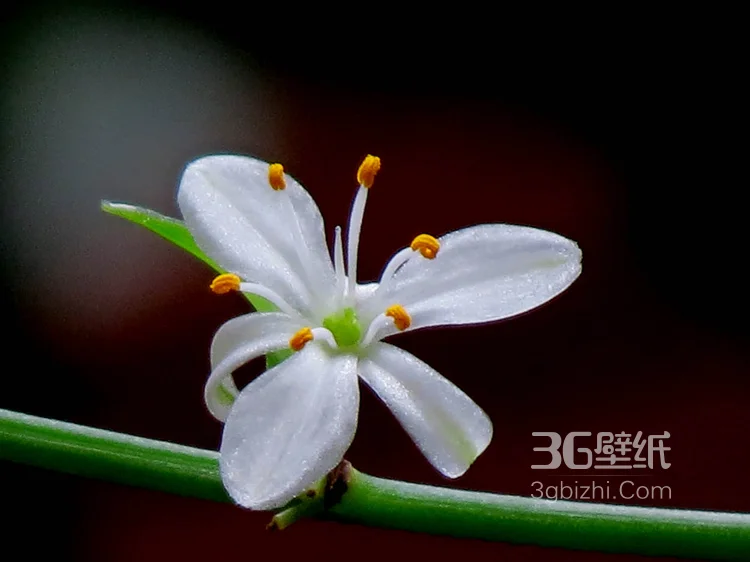 吊兰花图片，清新淡雅的吊兰花唯美图片5
