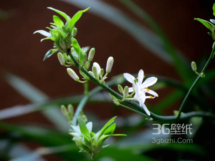 吊兰花图片，清新淡雅的吊兰花唯美图片6