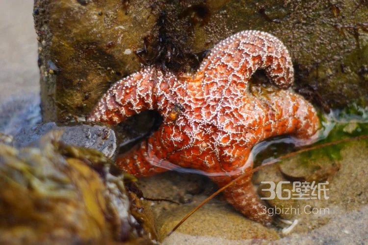 海星图片，颜色各异，不同大小形状的海星好看图片2