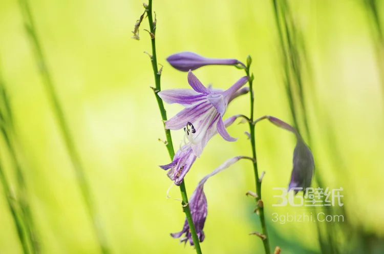 紫玉簪花朵图片，淡蓝色的紫玉簪花好看图片4