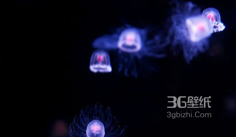 灯塔水母图片，寿命最长的生物灯塔水母水下图片5