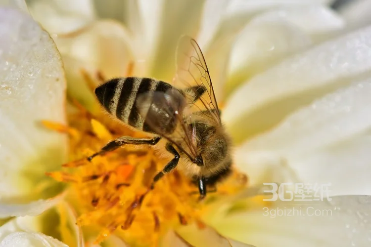 蜜蜂图片，正在采花蜜的蜜蜂唯美摄影图片8