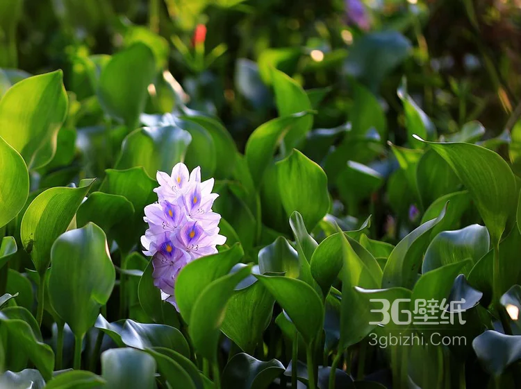 水葫芦摄影图片-浮水草本植物水葫芦叶子和花朵图片2