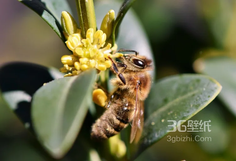 蜜蜂图片，正在采花蜜的蜜蜂唯美摄影图片2