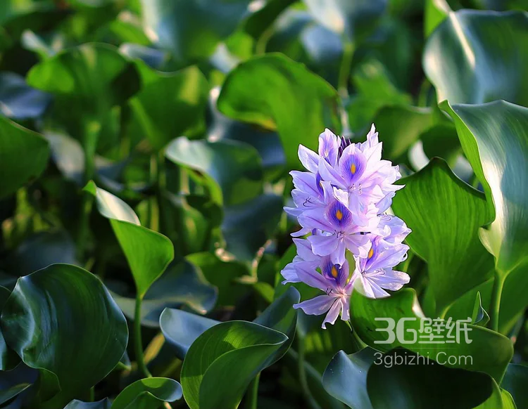 水葫芦摄影图片-浮水草本植物水葫芦叶子和花朵图片6