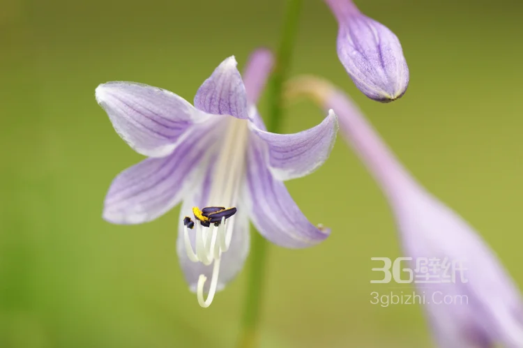 紫玉簪花朵图片，淡蓝色的紫玉簪花好看图片6