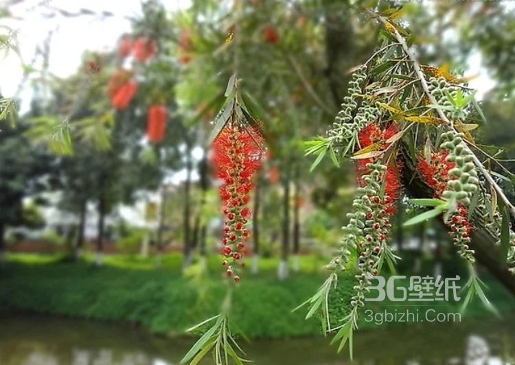 红色串钱柳摄影图片，城市园林常见的观赏性植物花卉2