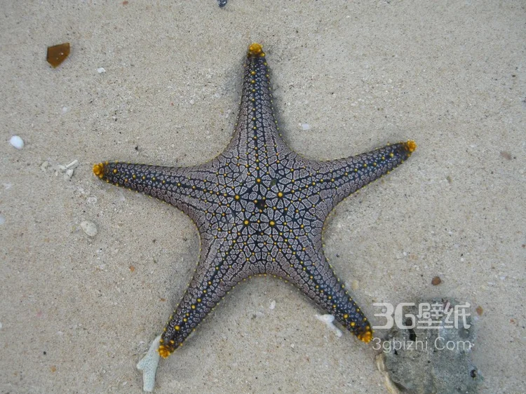 海星图片，颜色各异，不同大小形状的海星好看图片7