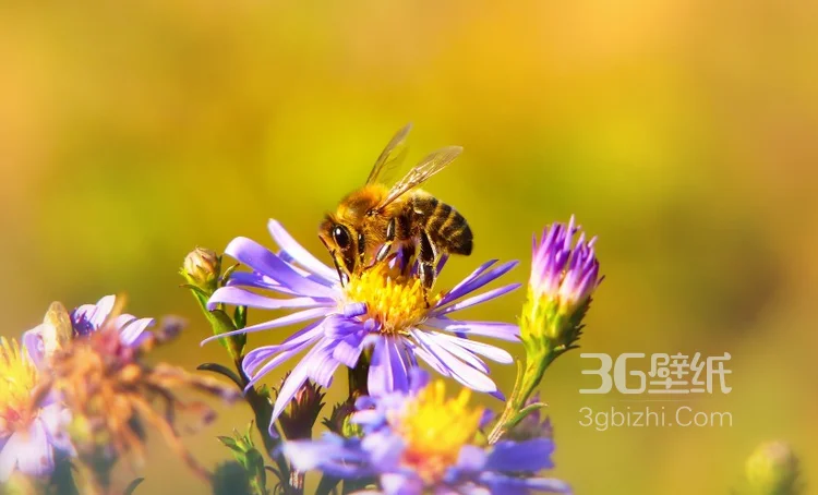 蜜蜂图片，正在采花蜜的蜜蜂唯美摄影图片4