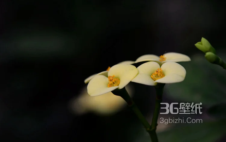 浅黄虎刺梅好看图片，虎刺梅（铁海棠）高清摄影图片4
