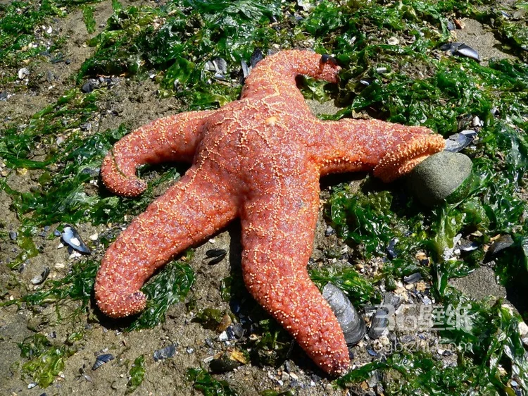 海星图片，颜色各异，不同大小形状的海星好看图片3