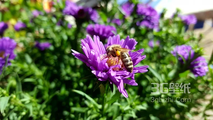 蜜蜂图片，正在采花蜜的蜜蜂唯美摄影图片6