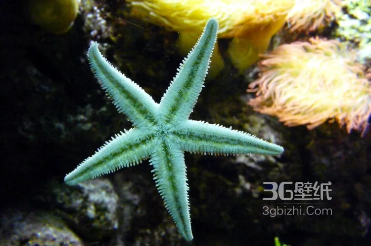 海星图片，颜色各异，不同大小形状的海星好看图片5