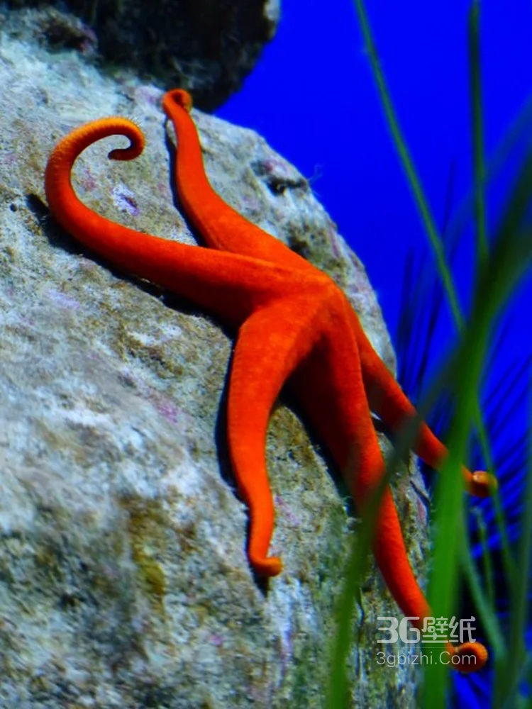 海星图片，颜色各异，不同大小形状的海星好看图片1