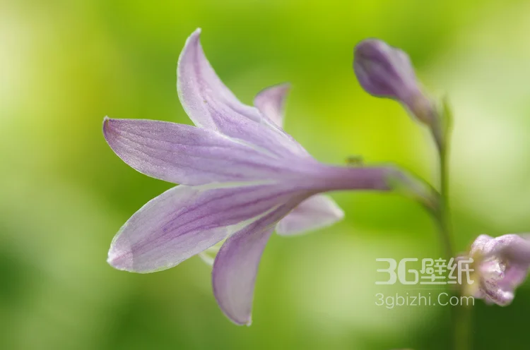 紫玉簪花朵图片，淡蓝色的紫玉簪花好看图片2