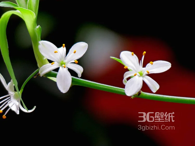 吊兰花图片，清新淡雅的吊兰花唯美图片4
