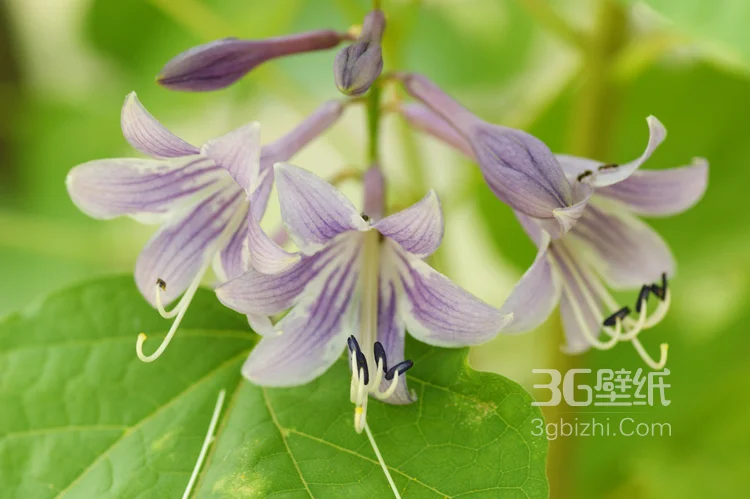 紫玉簪花朵图片，淡蓝色的紫玉簪花好看图片7