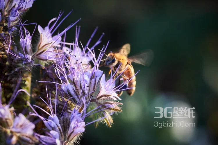蜜蜂图片，正在采花蜜的蜜蜂唯美摄影图片7