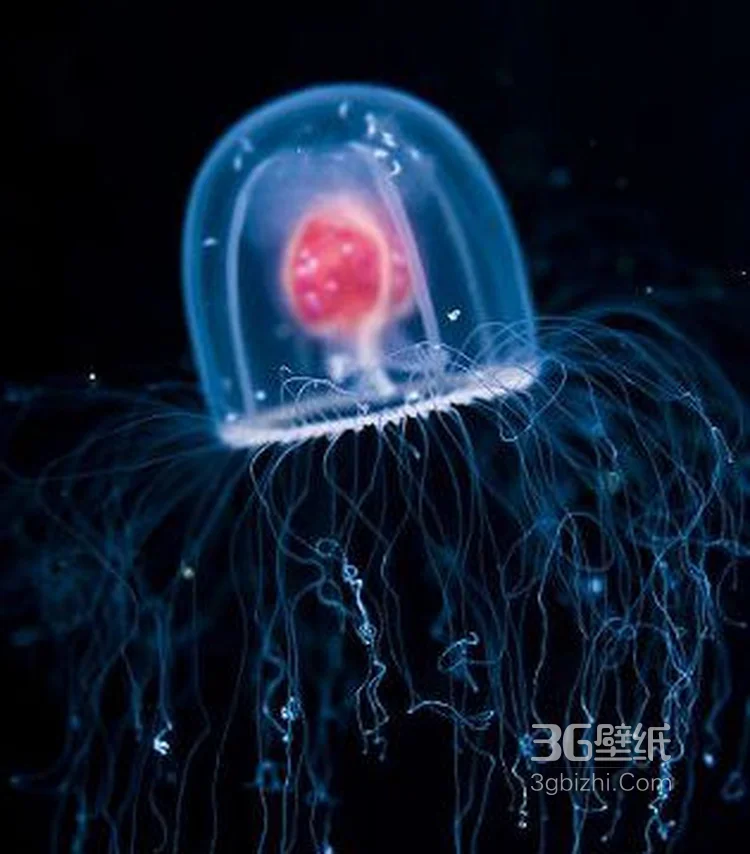 灯塔水母图片，寿命最长的生物灯塔水母水下图片4