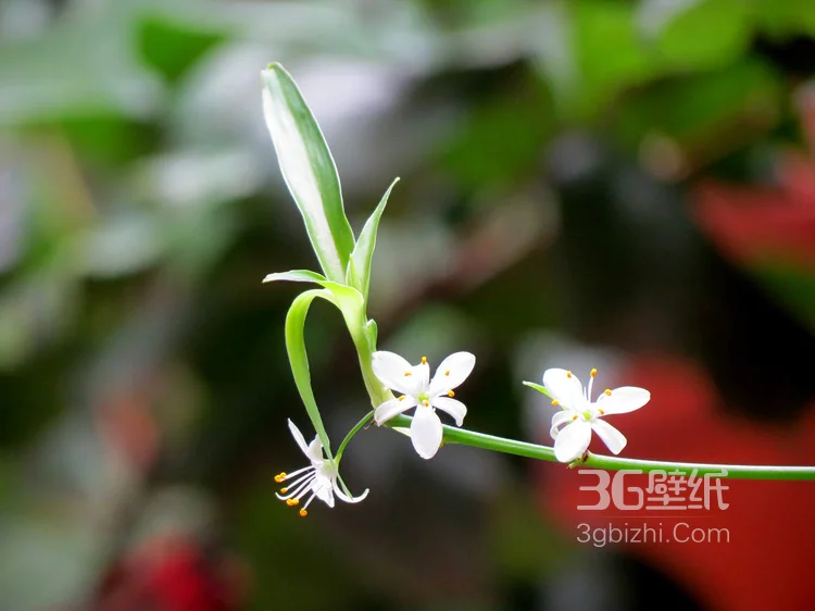 吊兰花图片，清新淡雅的吊兰花唯美图片3