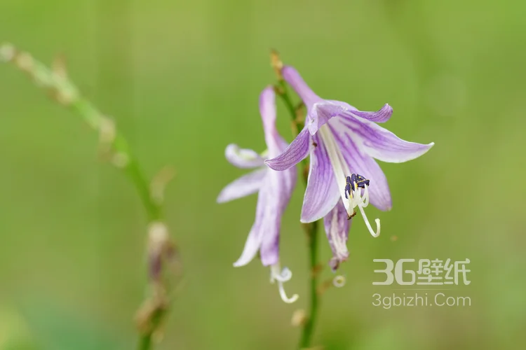 紫玉簪花朵图片，淡蓝色的紫玉簪花好看图片9