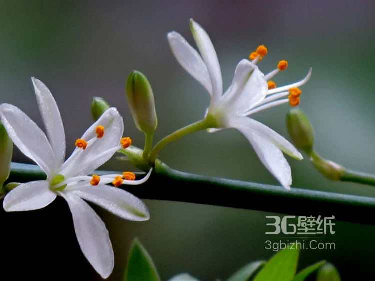 吊兰花图片，清新淡雅的吊兰花唯美图片2