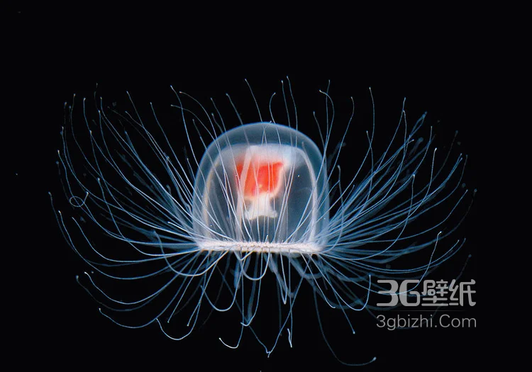 灯塔水母图片，寿命最长的生物灯塔水母水下图片7