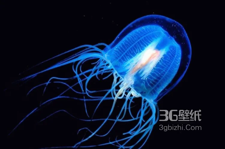 灯塔水母图片，寿命最长的生物灯塔水母水下图片6