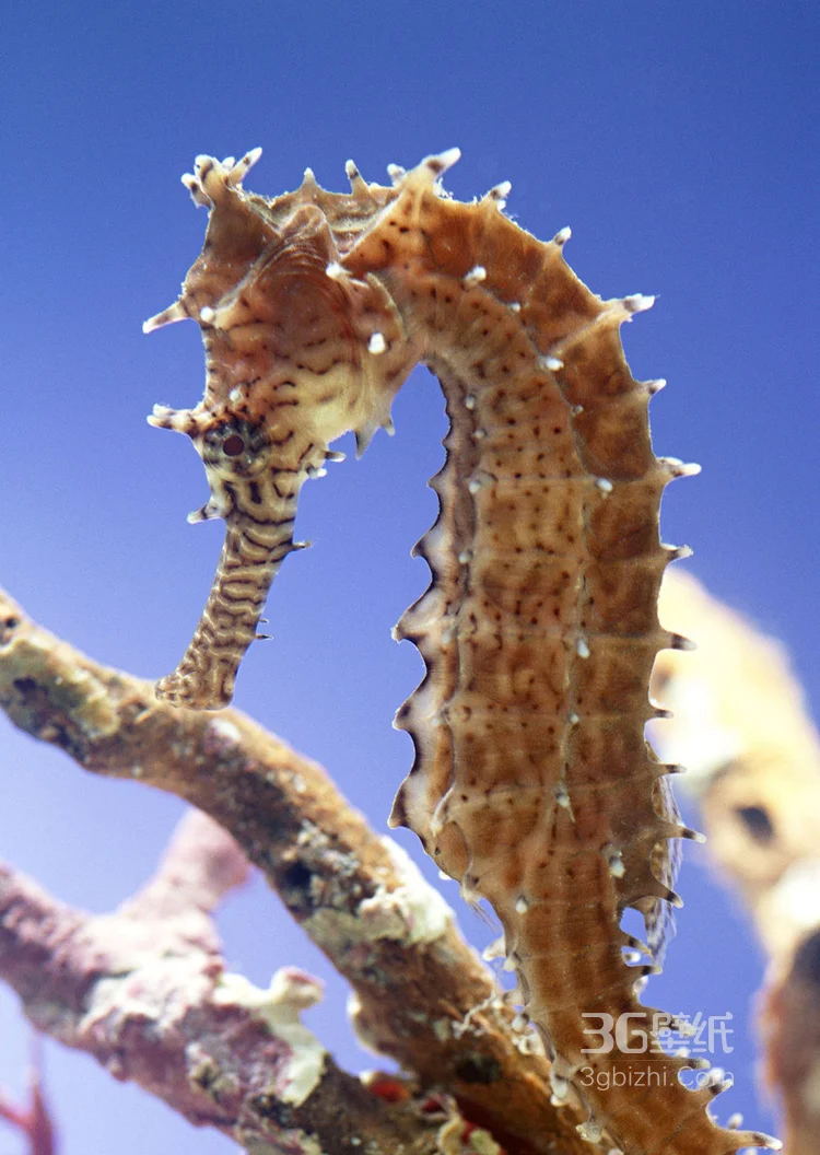 像鱼又像马，这海马是鱼吗？海马唯美图片欣赏6