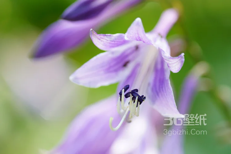 紫玉簪花朵图片，淡蓝色的紫玉簪花好看图片8