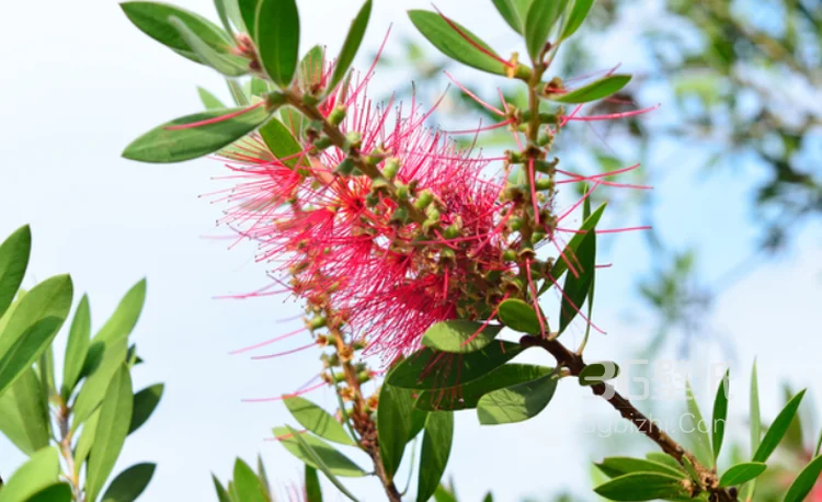 红色串钱柳摄影图片，城市园林常见的观赏性植物花卉1