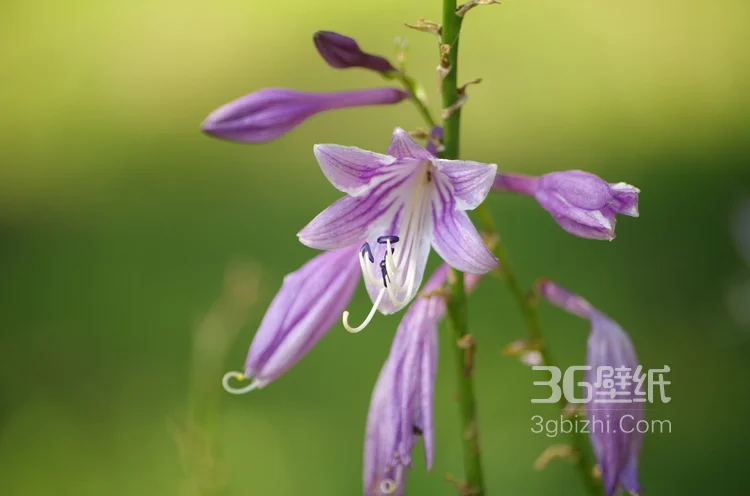 紫玉簪花朵图片，淡蓝色的紫玉簪花好看图片3