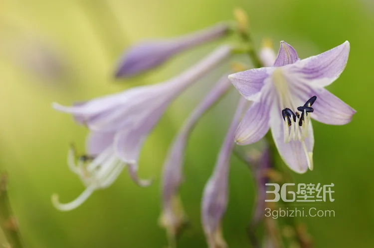 紫玉簪花朵图片，淡蓝色的紫玉簪花好看图片5