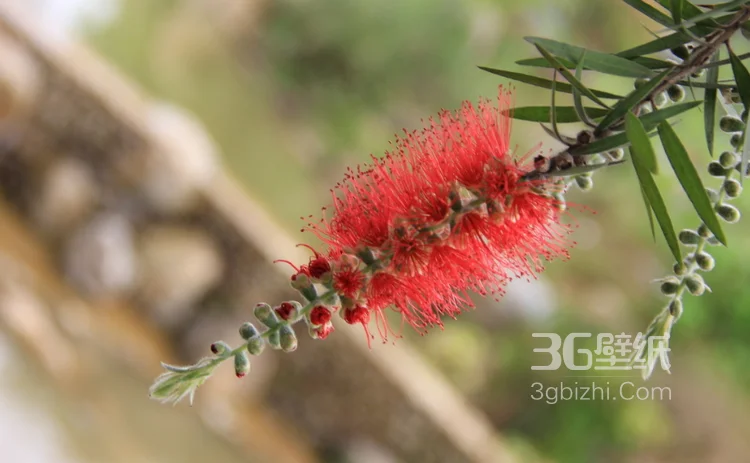 红色串钱柳摄影图片，城市园林常见的观赏性植物花卉4