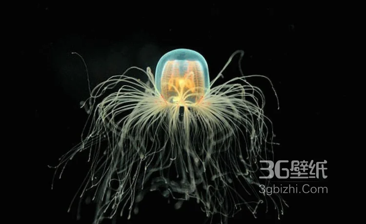 灯塔水母图片，寿命最长的生物灯塔水母水下图片2