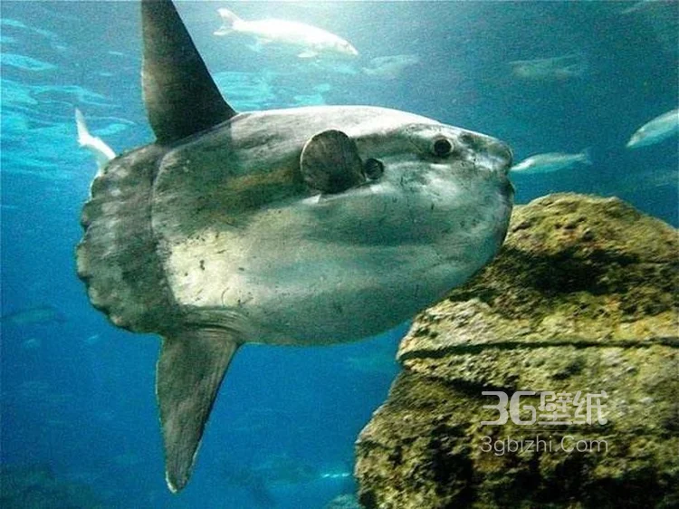 翻车鱼水底摄影图片，形状最奇特的鱼之一8