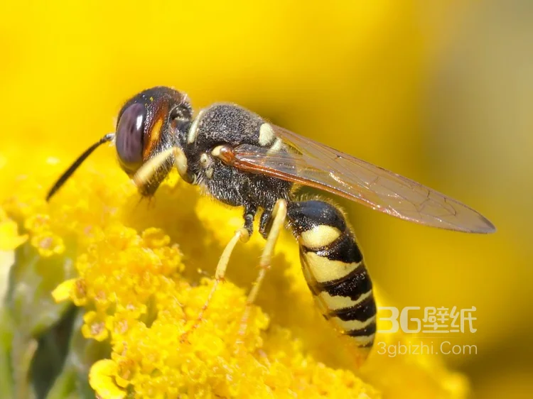 蜜蜂图片，正在采花蜜的蜜蜂唯美摄影图片5