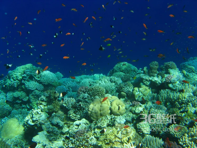 野生珊瑚，美丽的珊瑚礁，小丑鱼图片10