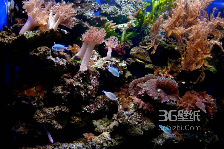 野生珊瑚，美丽的珊瑚礁，小丑鱼图片9