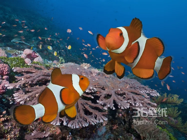 萌萌哒海底小演员“小丑鱼”图片5
