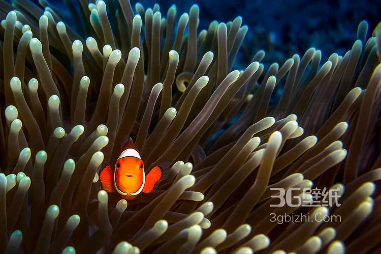 萌萌哒海底小演员“小丑鱼”图片7