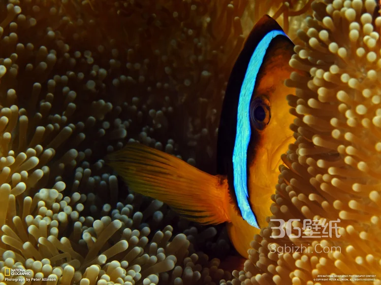 萌萌哒海底小演员“小丑鱼”图片4