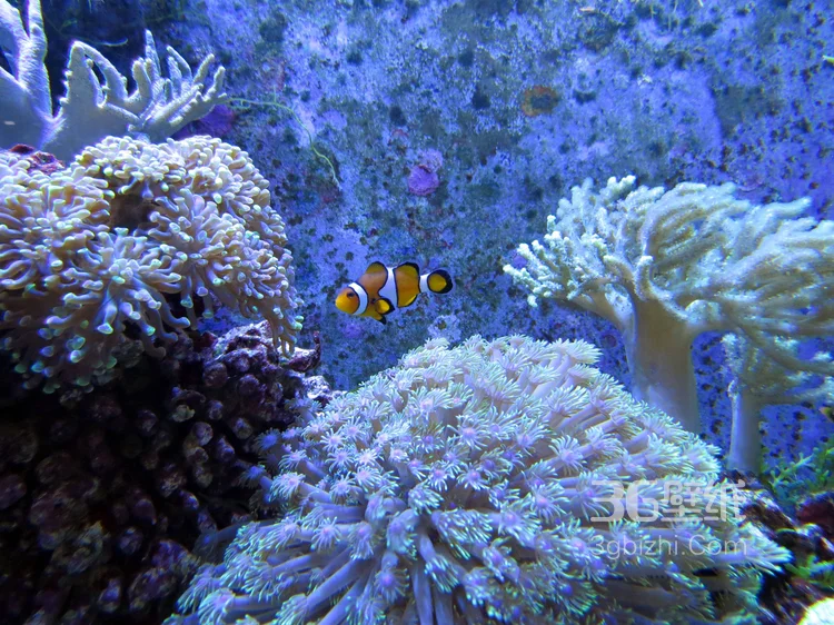 野生珊瑚，美丽的珊瑚礁，小丑鱼图片4