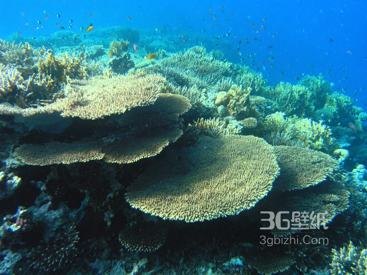野生珊瑚，美丽的珊瑚礁，小丑鱼图片12