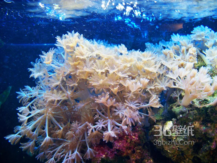 野生珊瑚，美丽的珊瑚礁，小丑鱼图片11