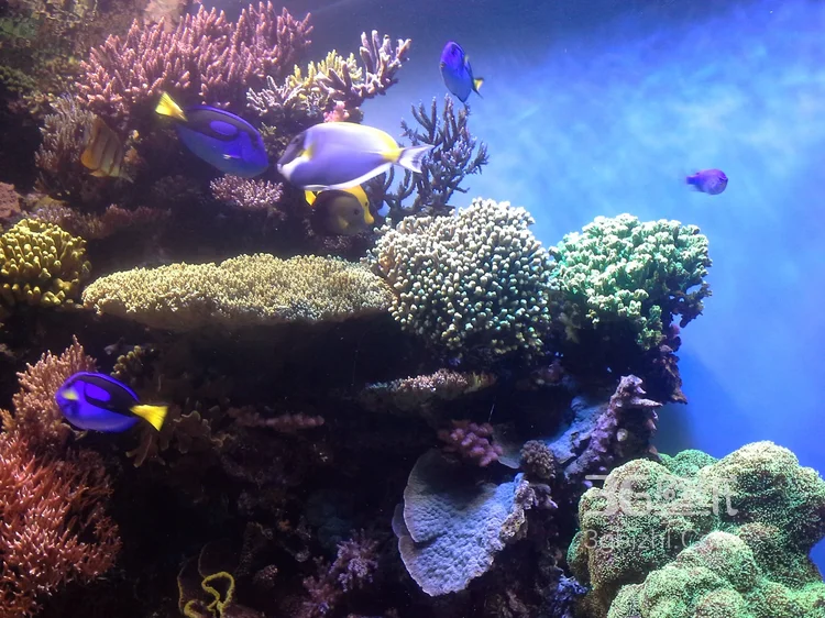 野生珊瑚，美丽的珊瑚礁，小丑鱼图片7